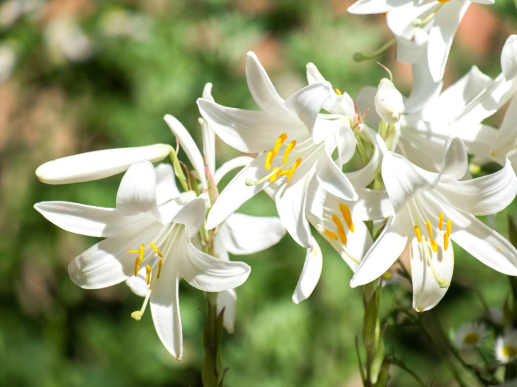 Madonna Lily Care – Growing Madonna Lilies In The Garden – Social ...